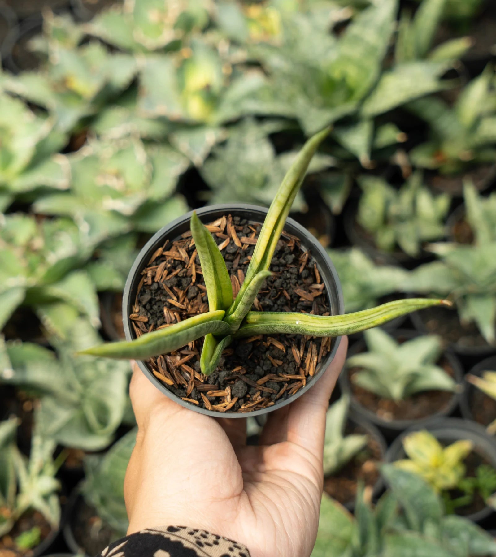 Sansevieria Bonlue 2024 Green Torch (#A486) | Hard To Find House Plants