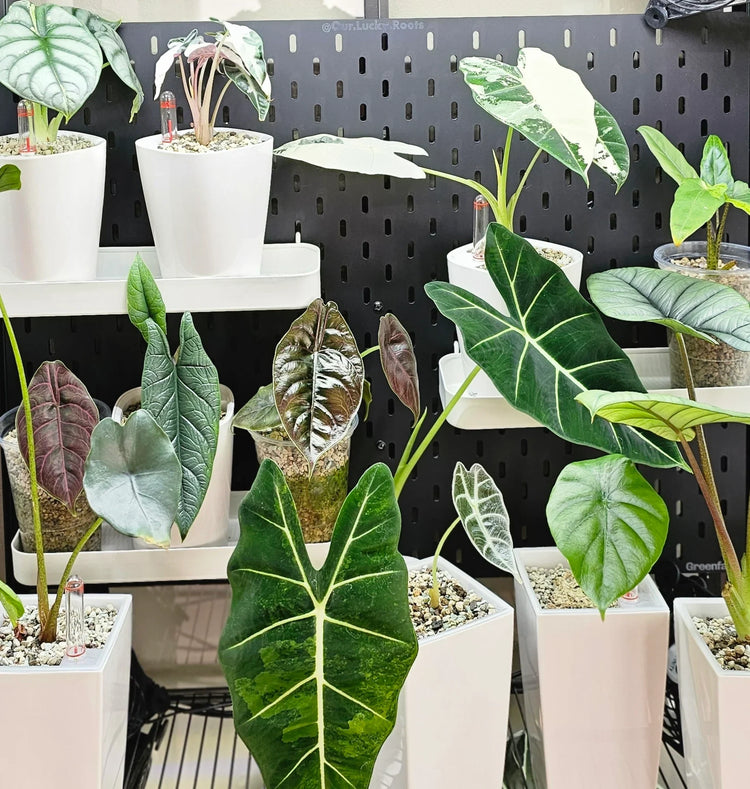 Plant Cabinet Shelves