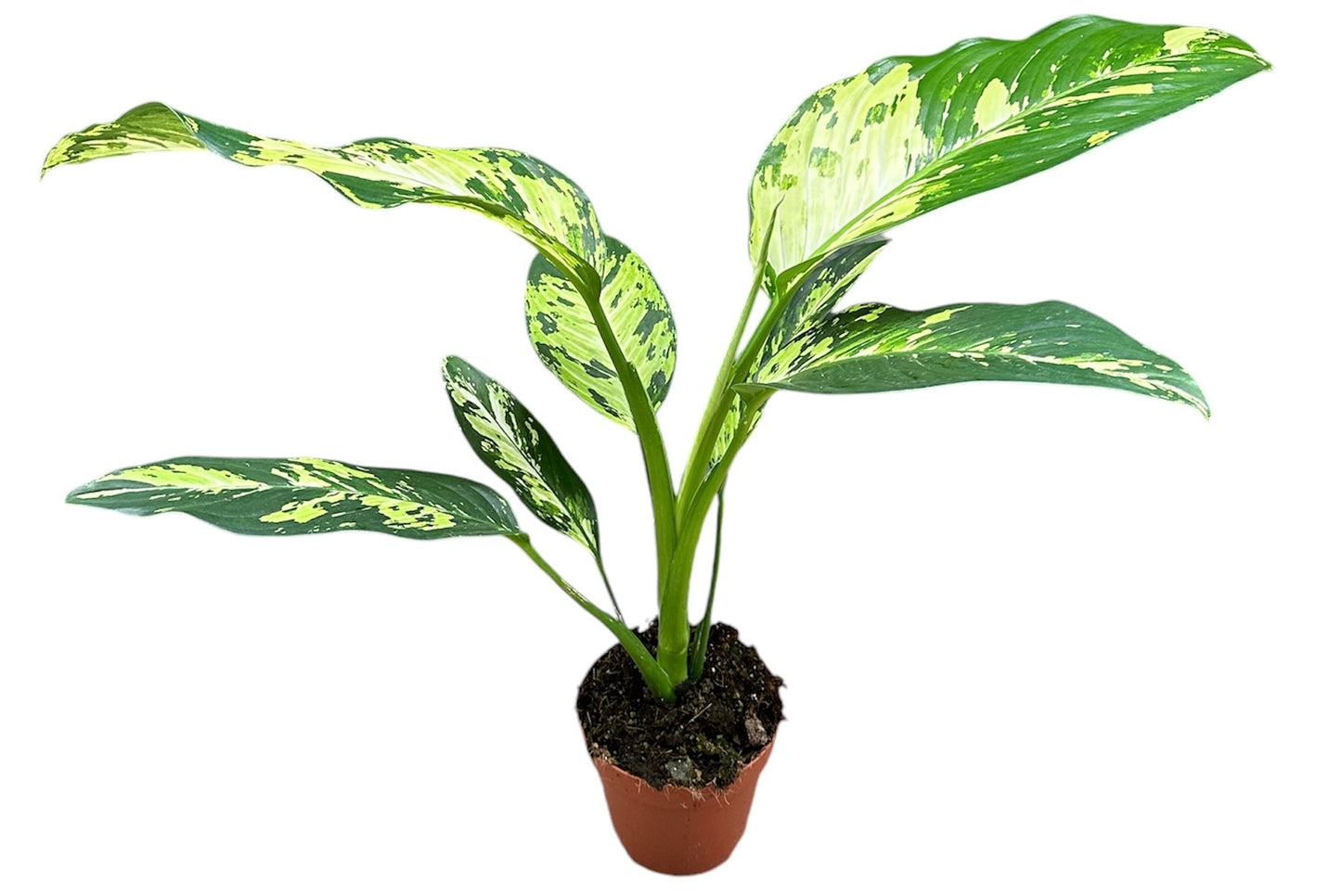 Dieffenbachia yellow star