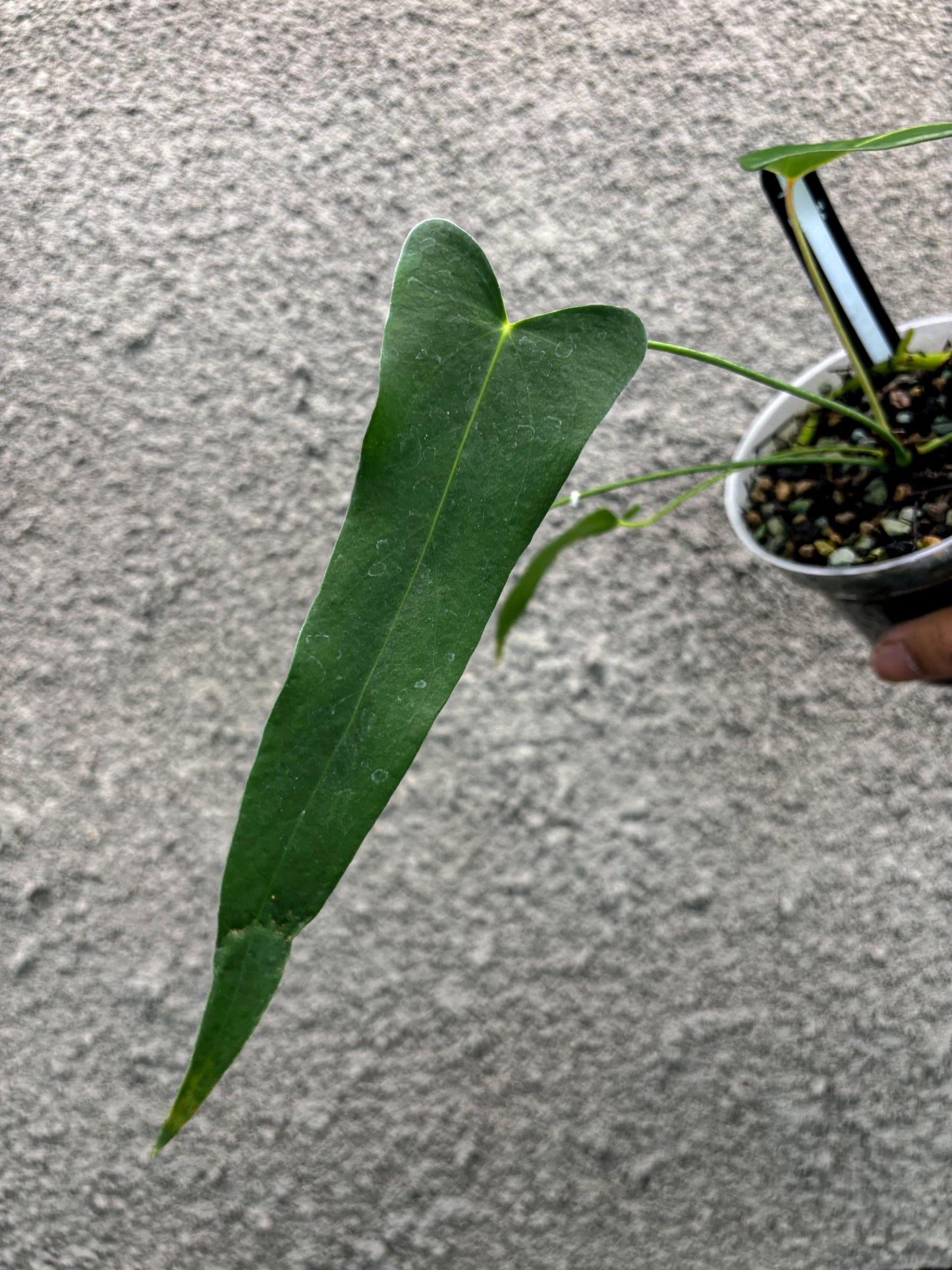 Anthurium Chiapasense