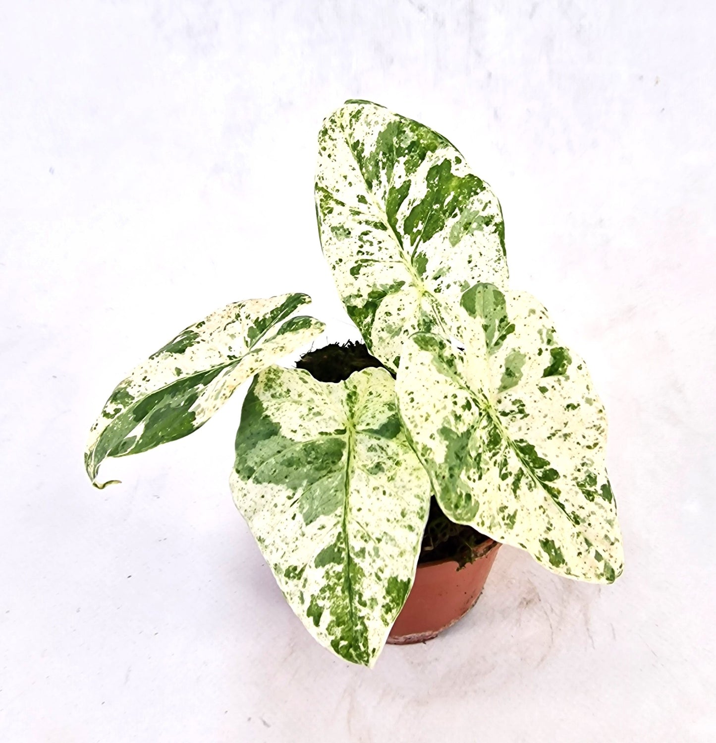 Alocasia Odora Batik Vatiegata