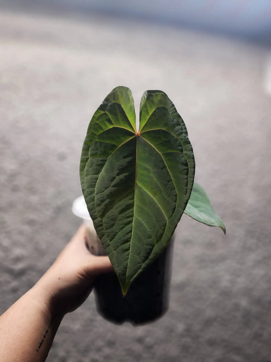 Anthurium NOID Red Sinus