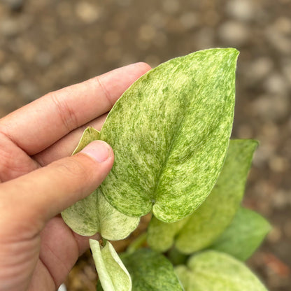 Scindapsus 'Super Star' variegata