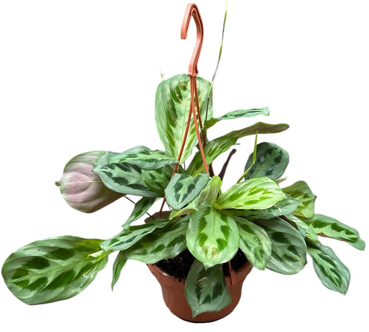 Maranta cristata intense