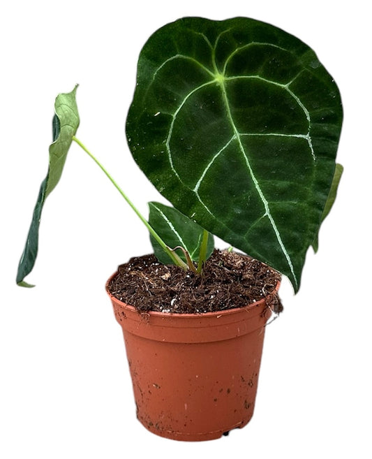 Anthurium forgetii silver