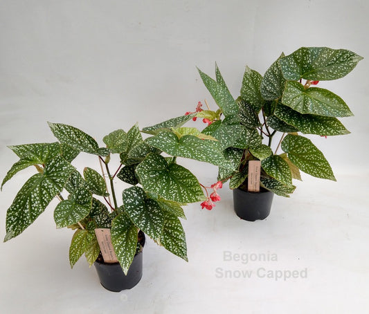 Begonia 'Snow Capped' 14cm