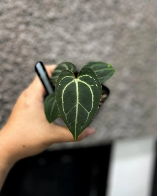 Anthurium Hoffmannii X x Velvet Mask