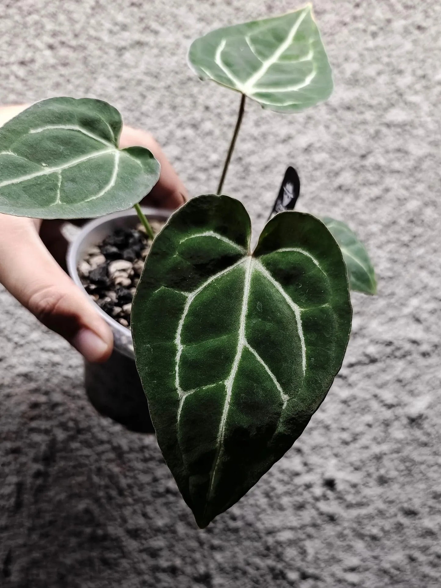 Anthurium Crystallinum X x HURC