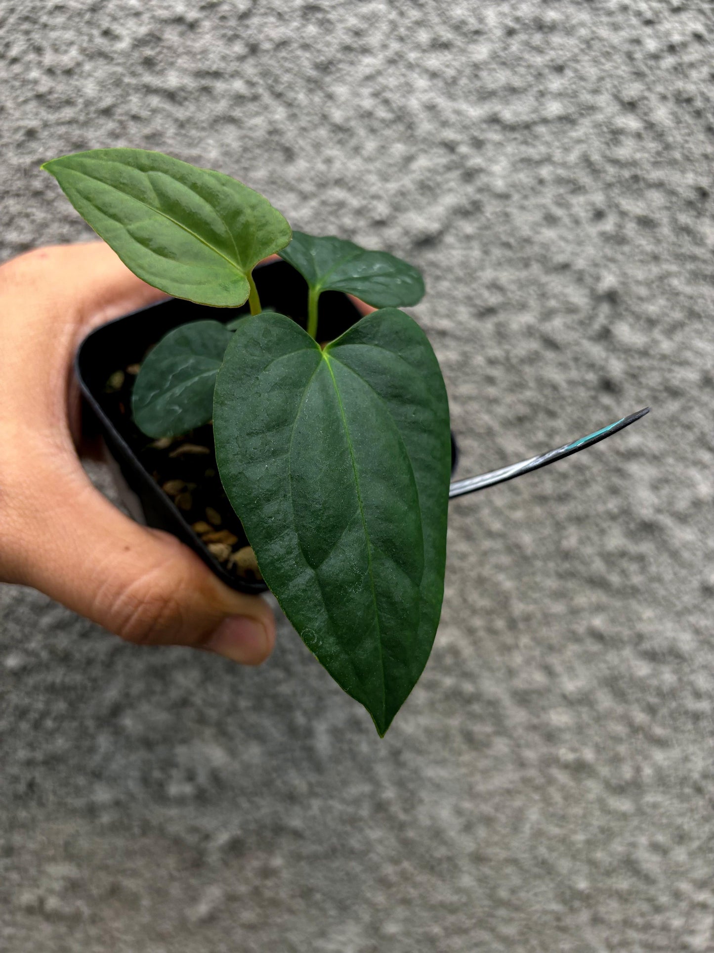 Anthurium RLFS x Dark Phoenix