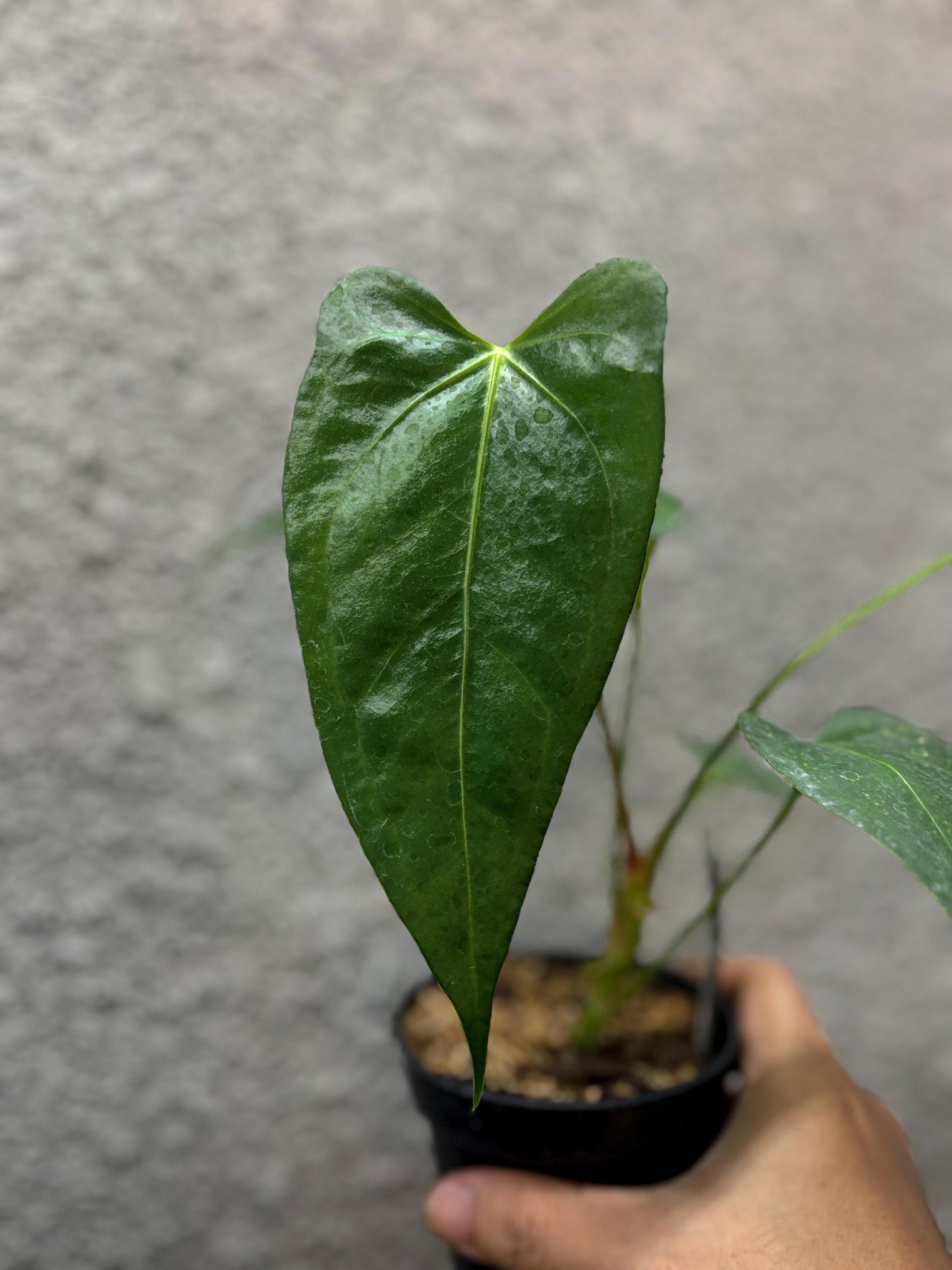 Anthurium Papillilaminum x Subsignatum