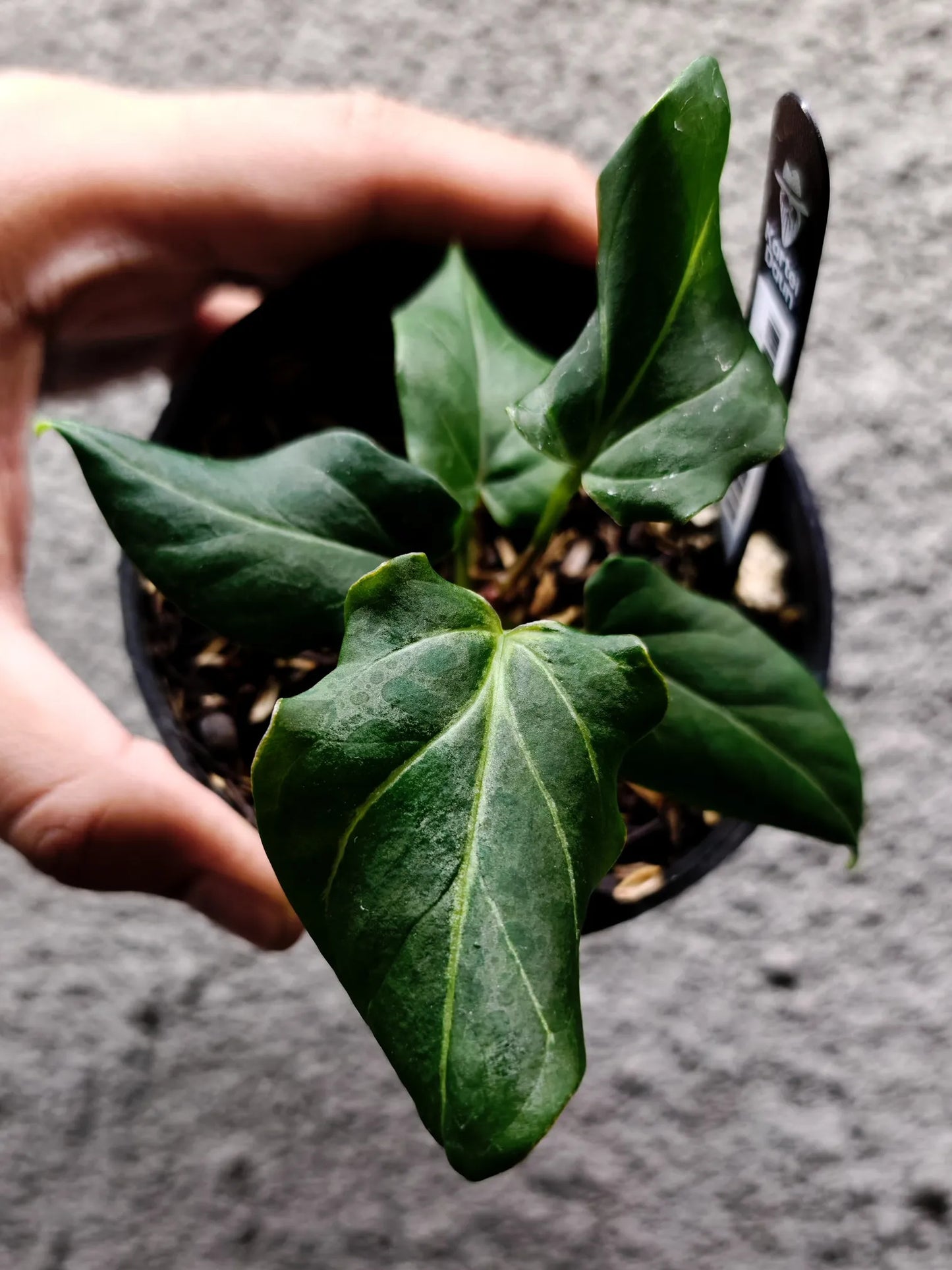 Anthurium HU/King of Spades Ruffled Edges