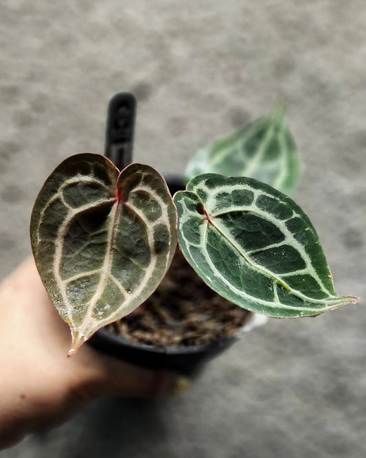 Anthurium Red Tiger