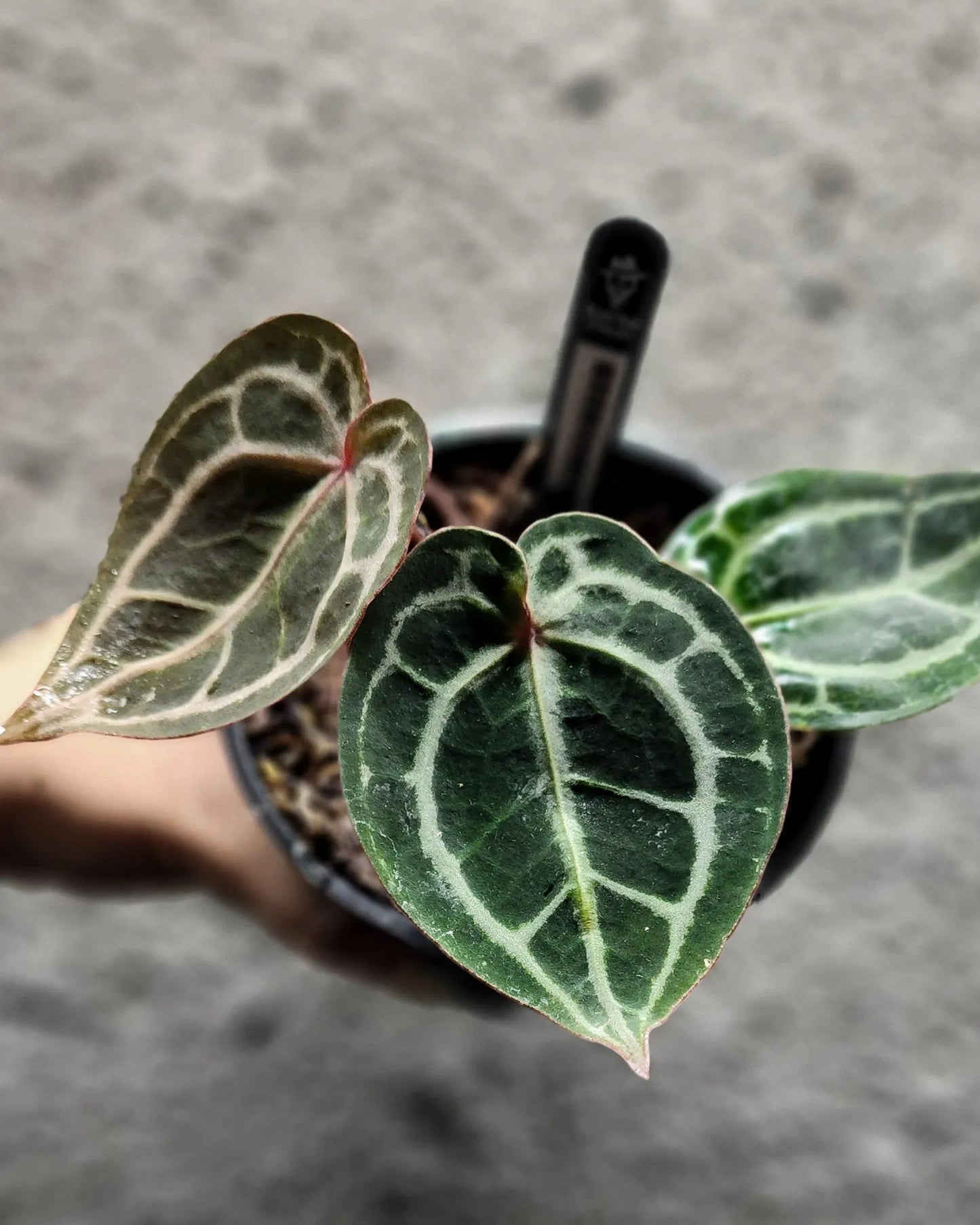 Anthurium Red Tiger