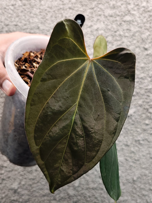 Anthurium HU/King of Spades x Indo Portillae Dark Form