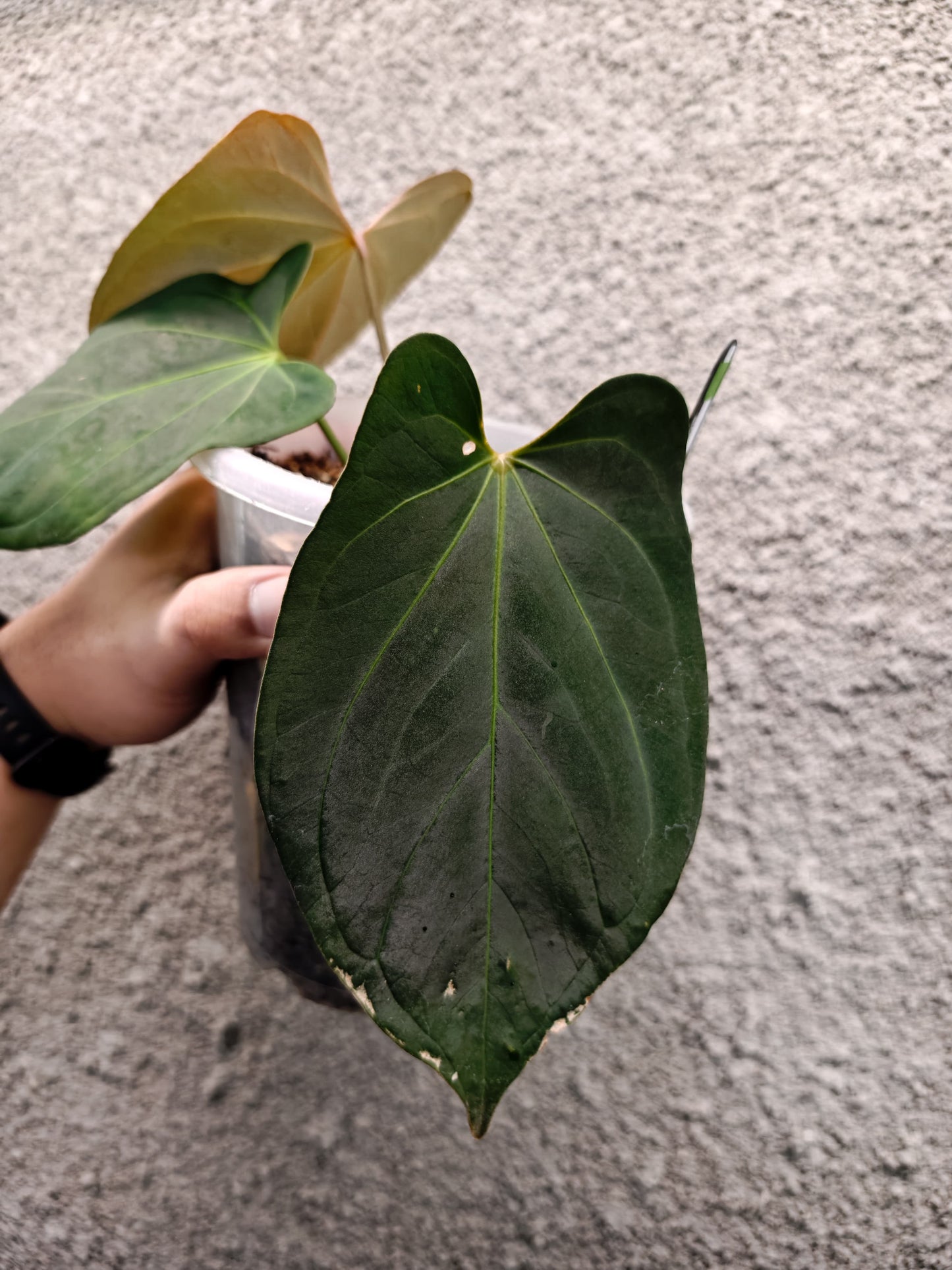 Anthurium HU/King of Spades x Indo Portillae Dark Form