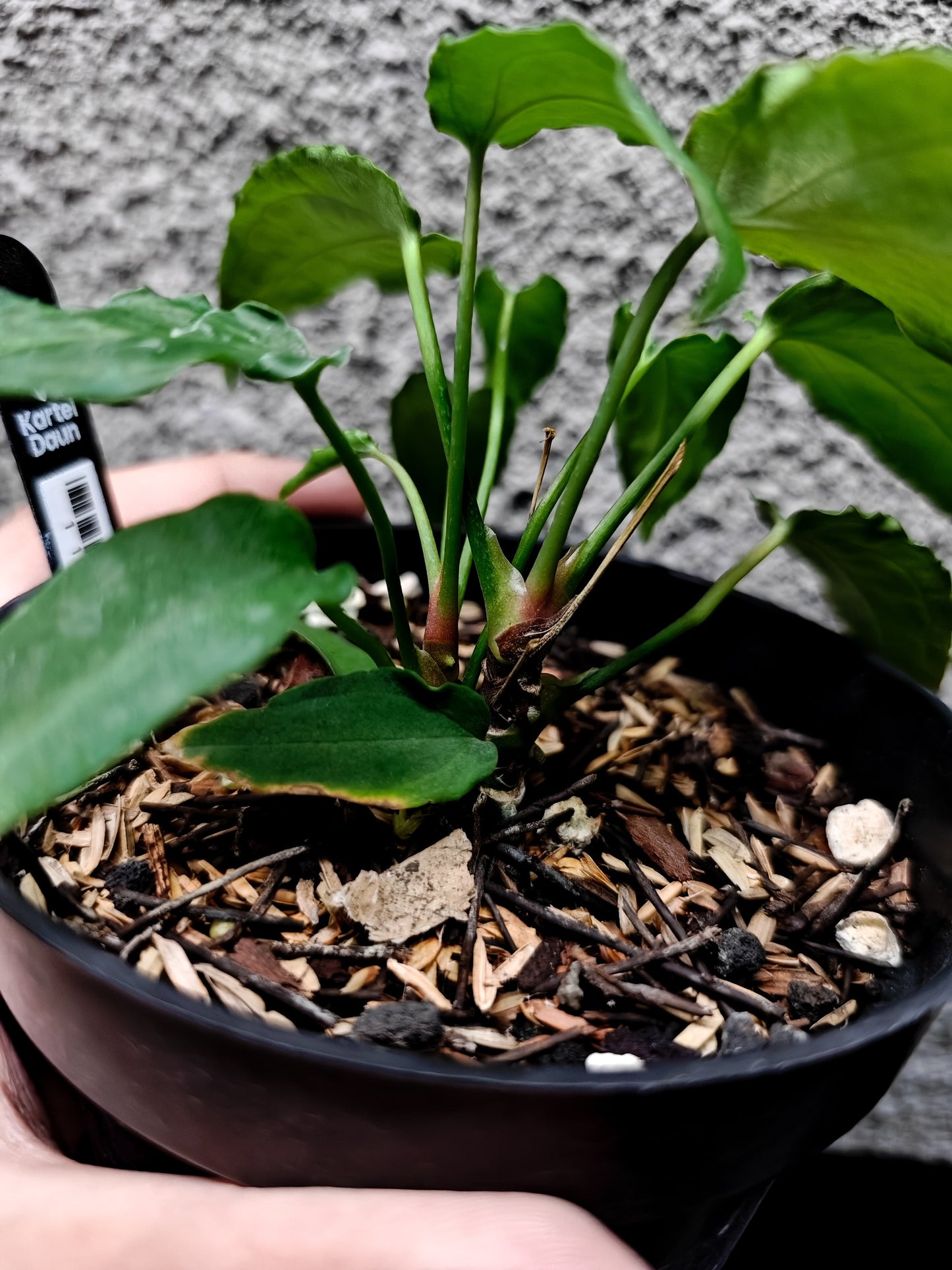 Anthurium Mutated Forgetii x Fort Sherman 2-Headed