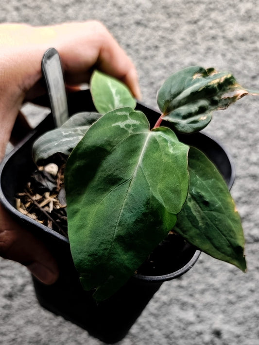 Variegated Anthurium Ace of Spades x BVEP