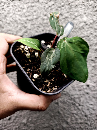 Variegated Anthurium Ace of Spades x BVEP