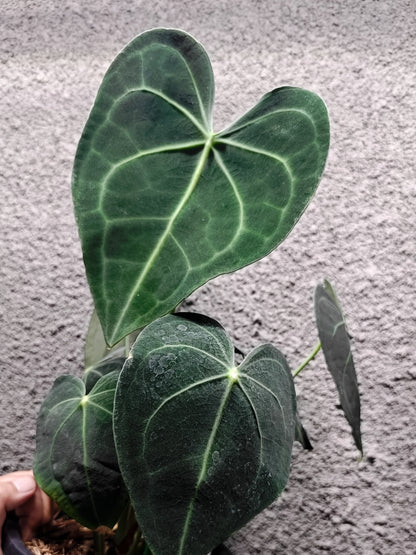 Anthurium Lithium Clone