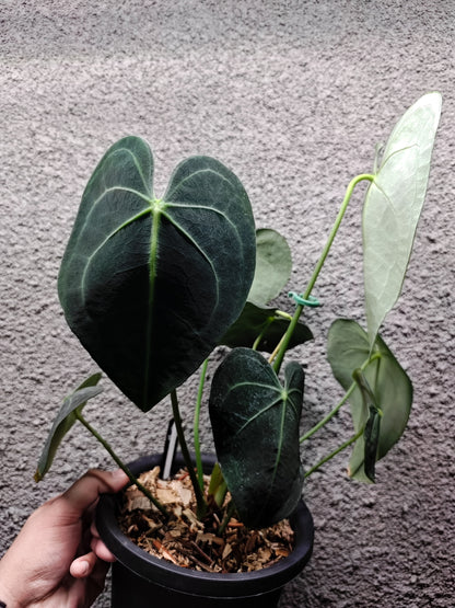 Anthurium Lithium Clone