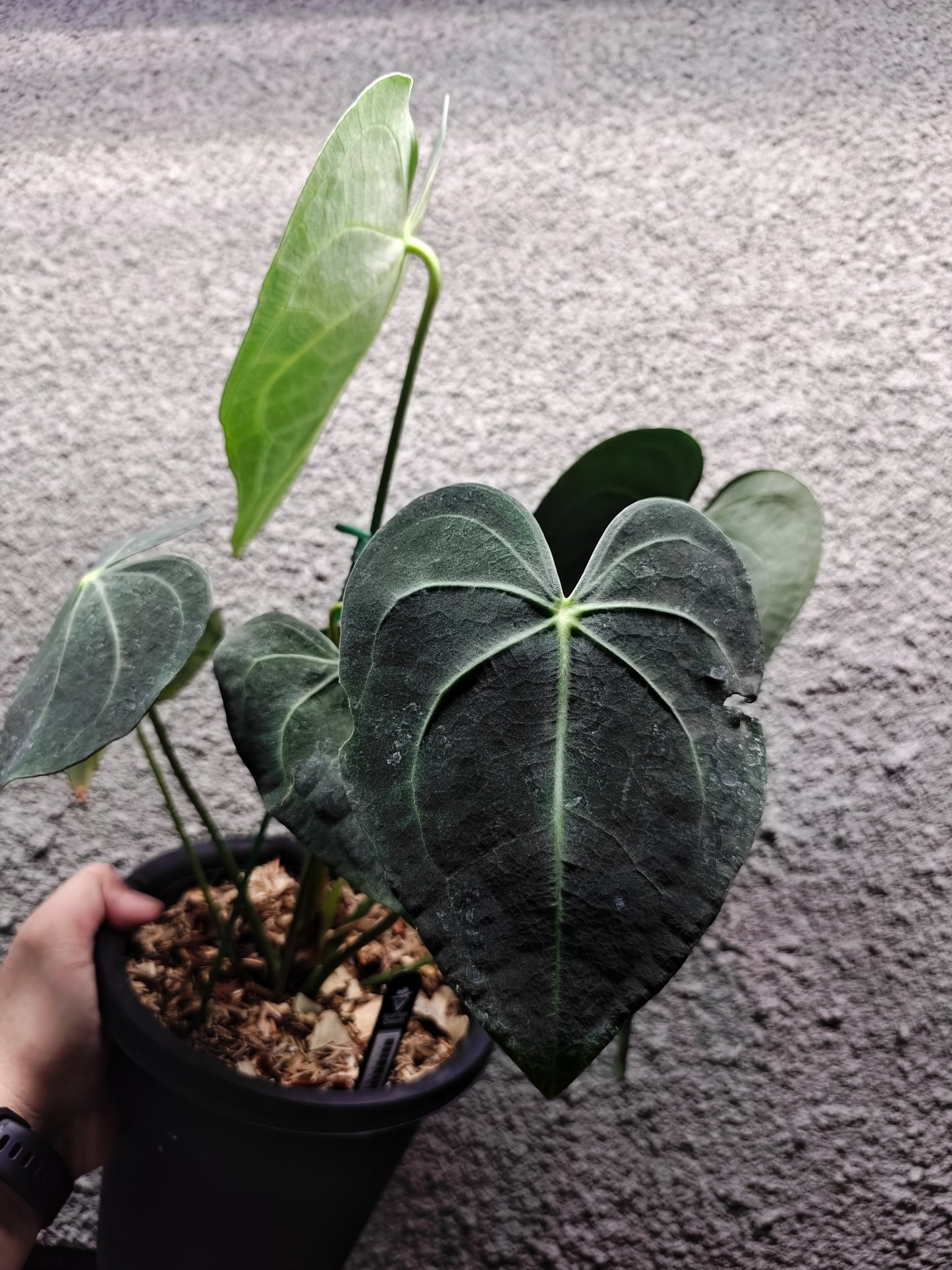 Anthurium Lithium Clone