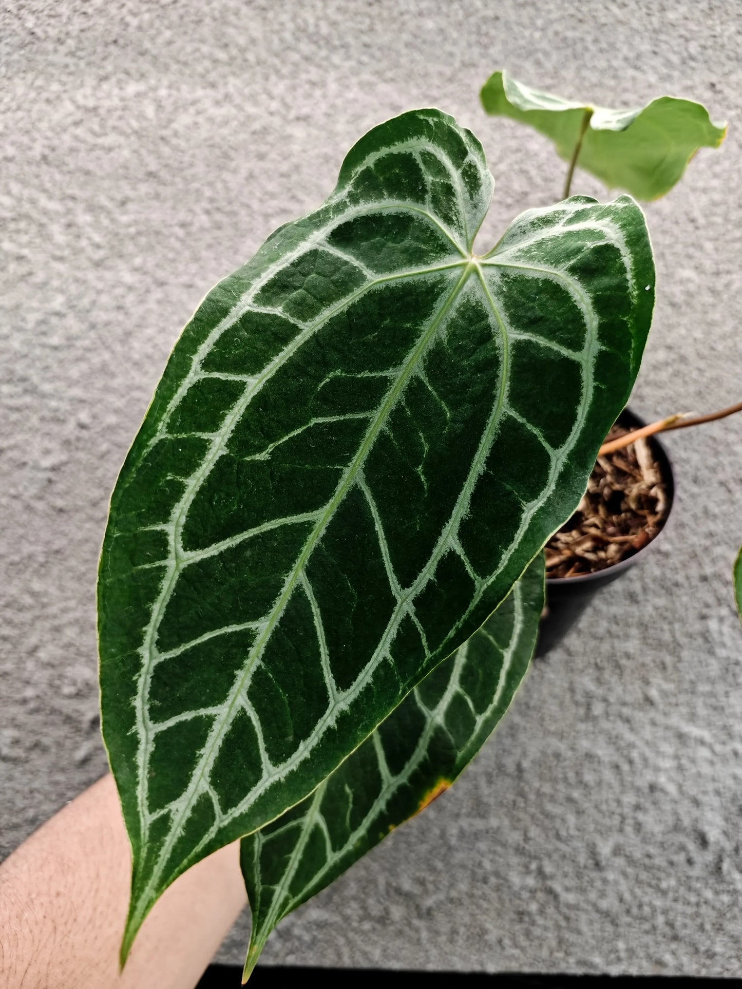 Anthurium HU/King of spades x Red Crystallinum Narrow Form