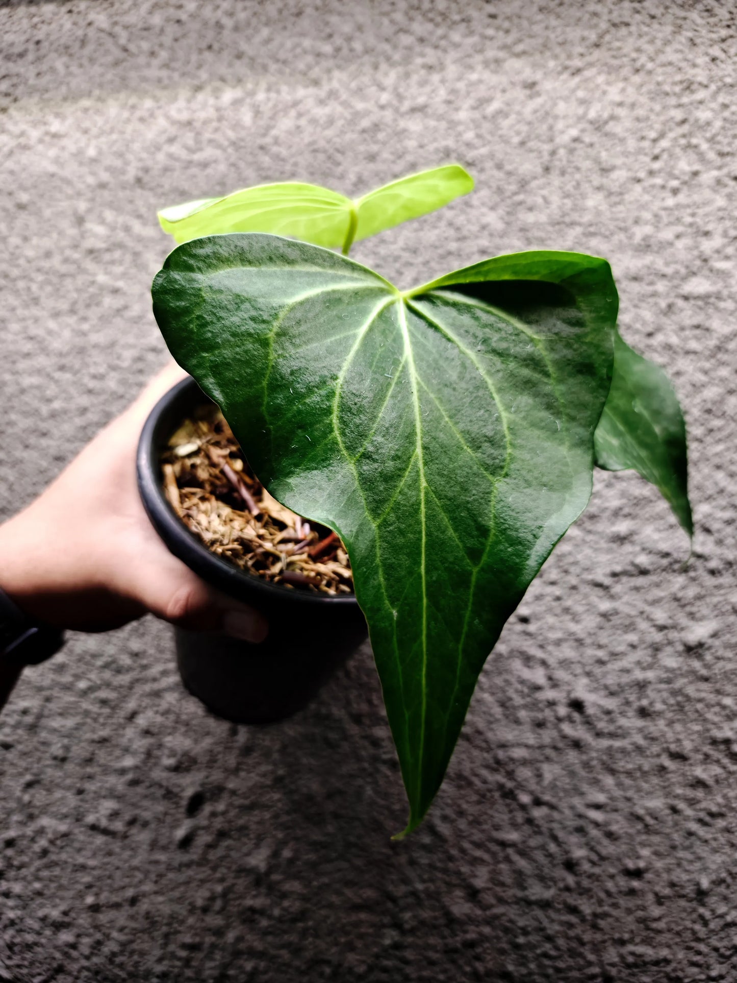 Anthurium Clarinervium x Pedatoradiatum