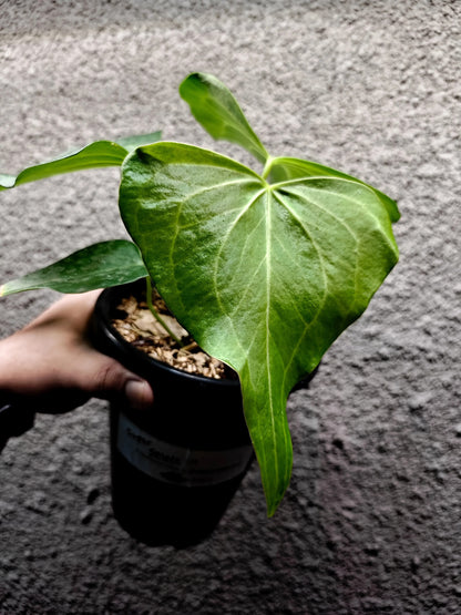 Anthurium Clarinervium x Pedatoradiatum