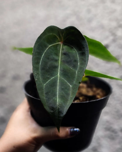 Anthurium Red Spider x Self