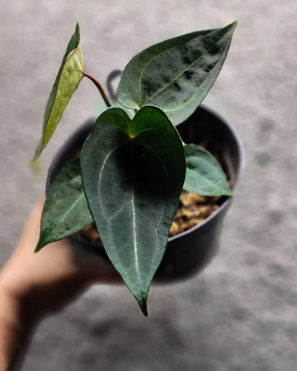 Anthurium Red Spider x Self