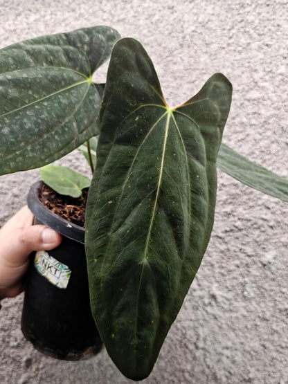 Anthurium Fort Sherman Clone