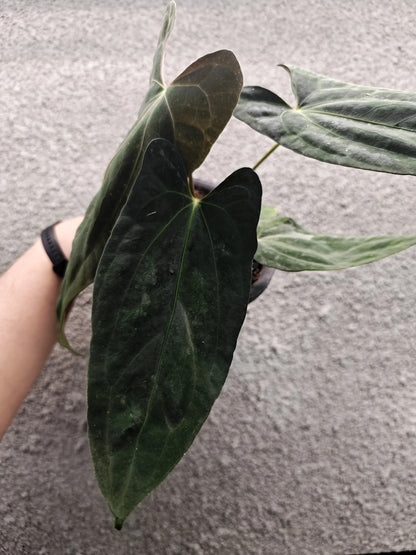 Anthurium Fort Sherman Clone