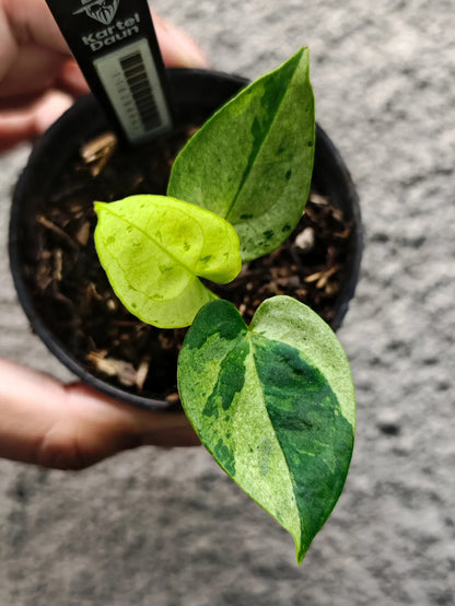 Anthurium Variegated Blue Papillilaminum x Papillilaminum X-One