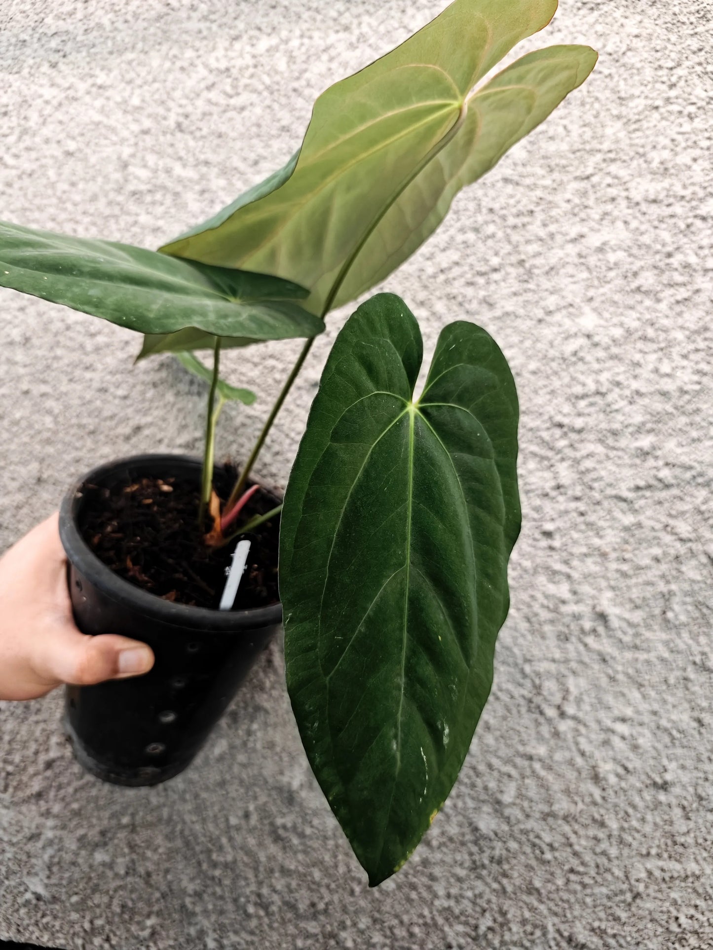 Anthurium Fort Sherman x Papillilaminum X-One