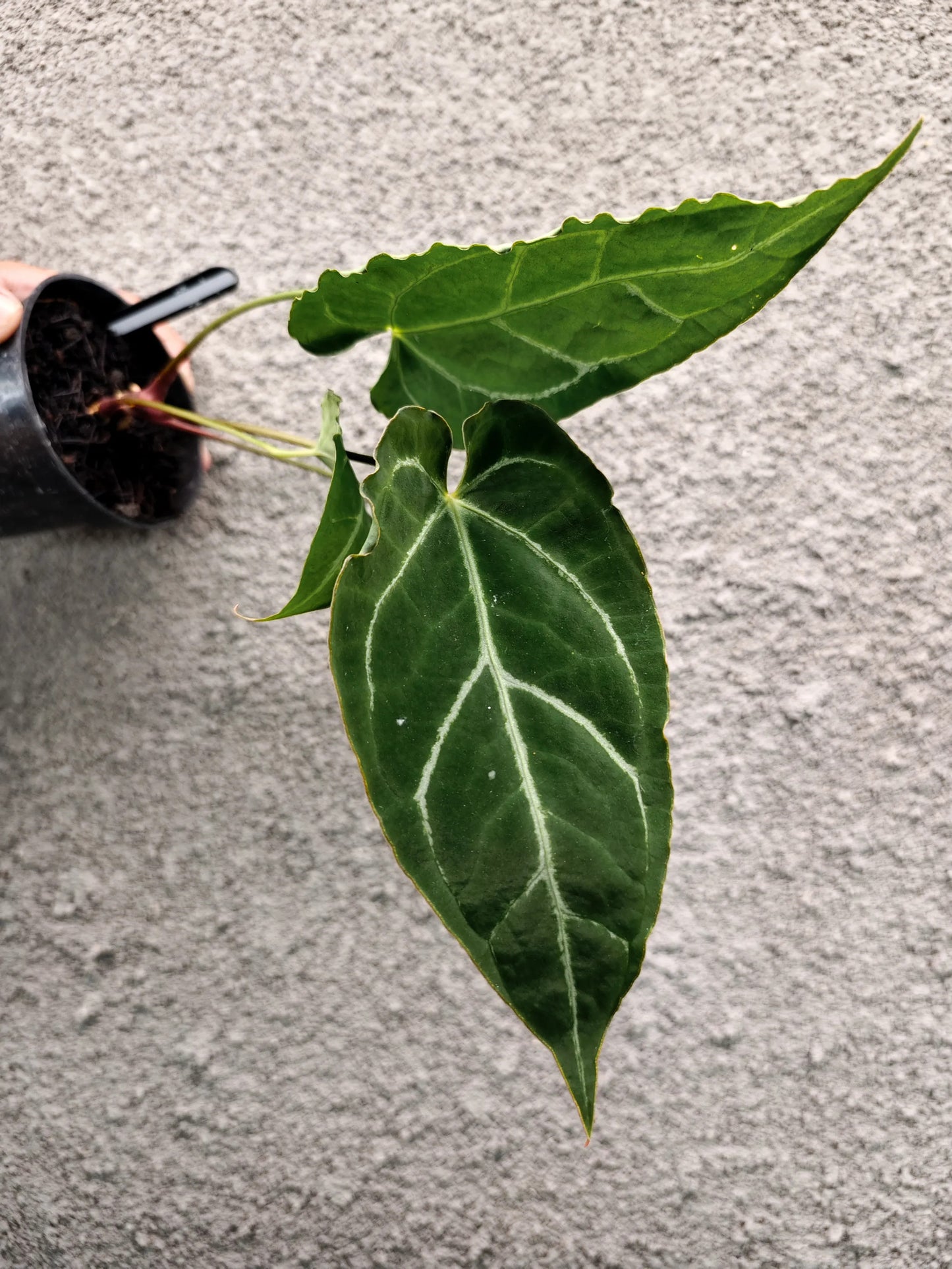 Anthurium Bigfoot x Basilisk