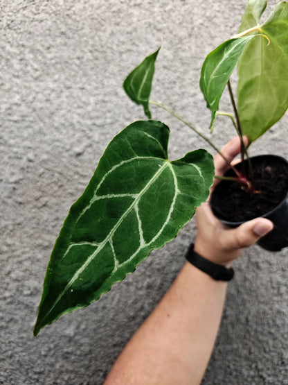 Anthurium Bigfoot x Basilisk