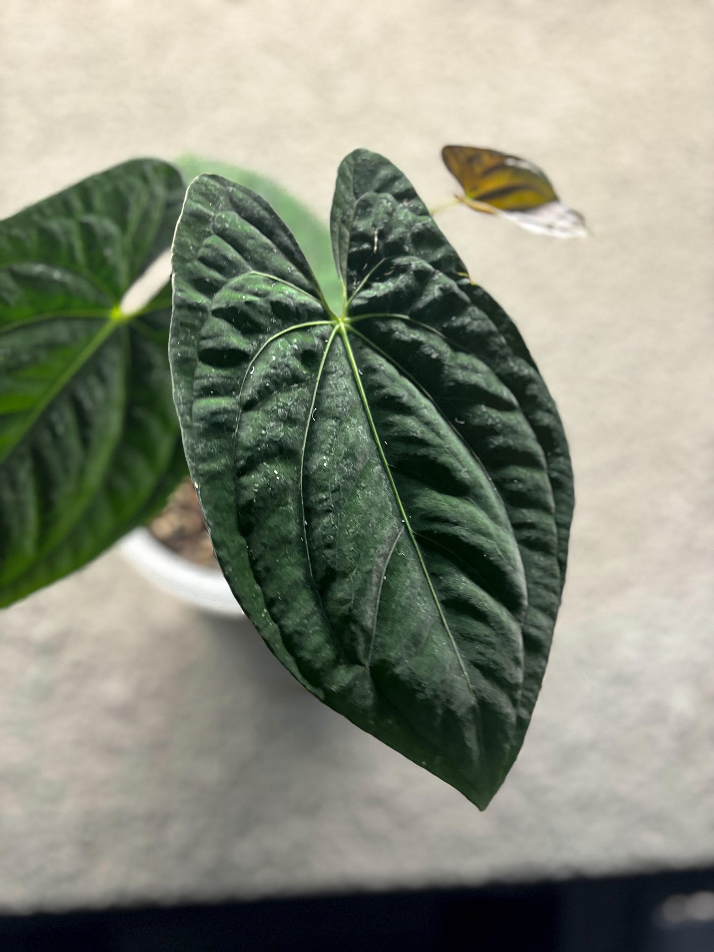 Anthurium Dark Phoenix Clone