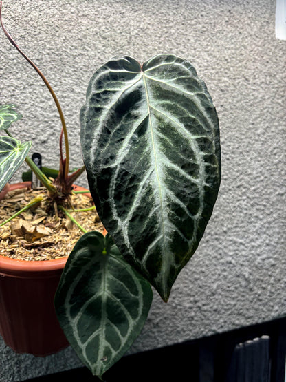 Anthurium Mutated HURC