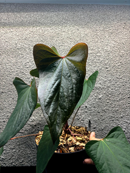 Anthurium Indo Portillae Dark Form x Fort Sherman