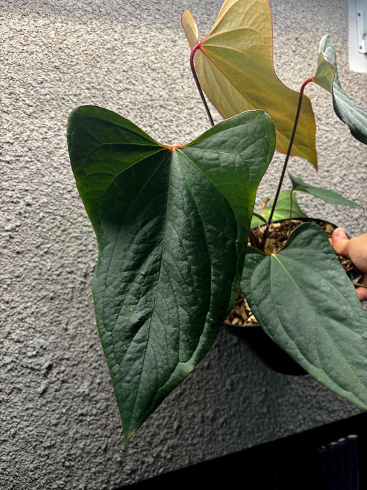 Anthurium Indo Portillae Dark Form x Fort Sherman