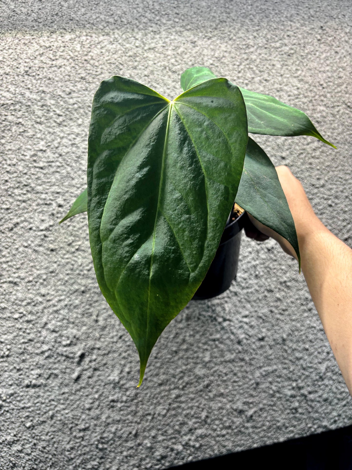 Anthurium Fort Sherman x Indo Portillae Dark Form