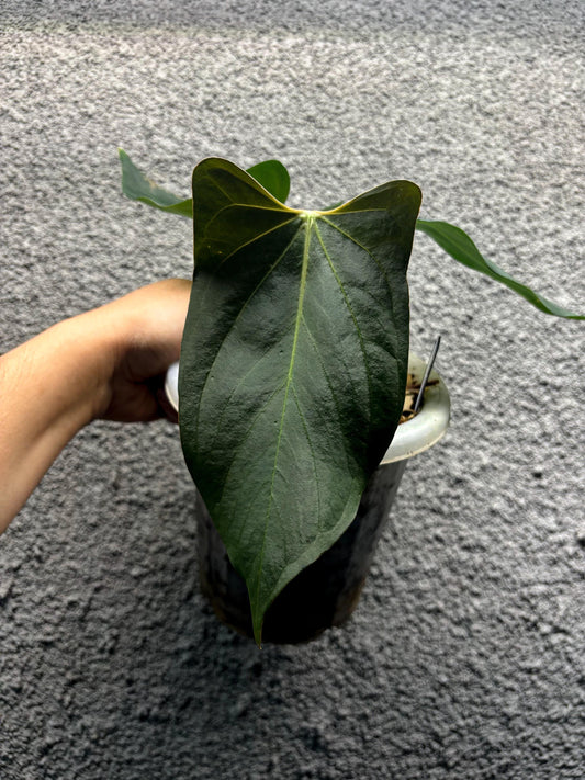 Anthurium Fort Sherman x Indo Portillae