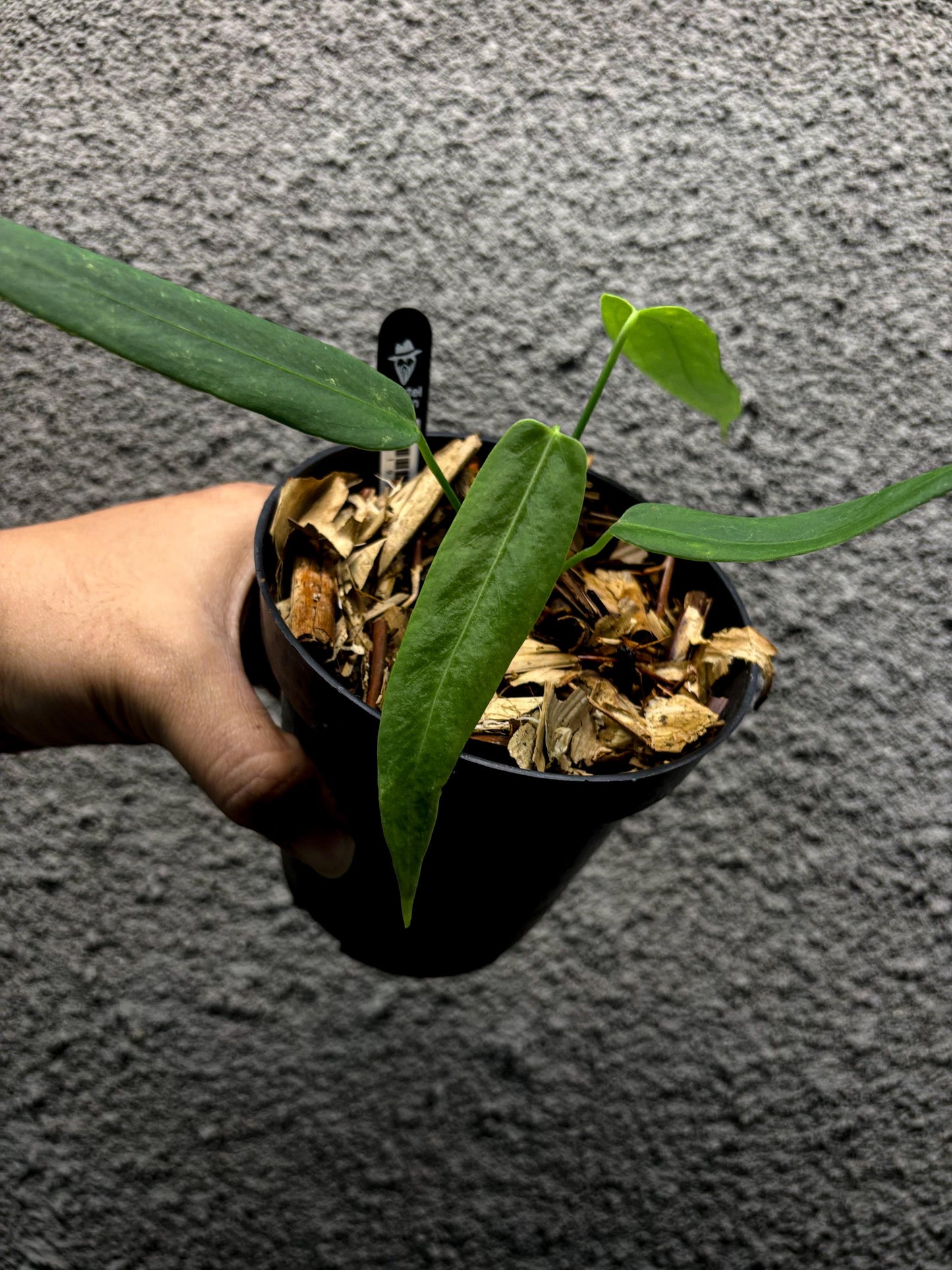 Anthurium Indo Portillae Dark Form x Warocqueanum