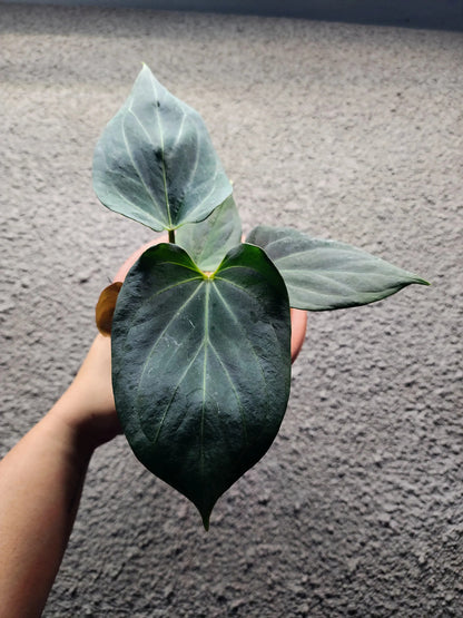 Anthurium HU/King of Spades