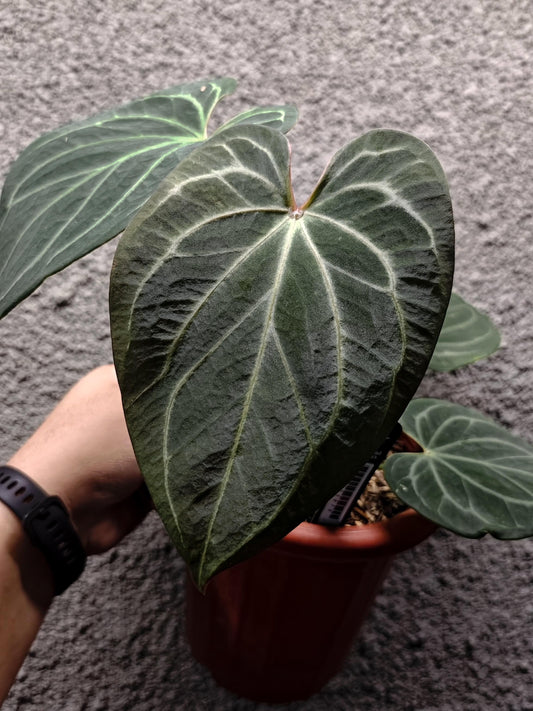 Anthurium HU/King of Spades Spidery Veins