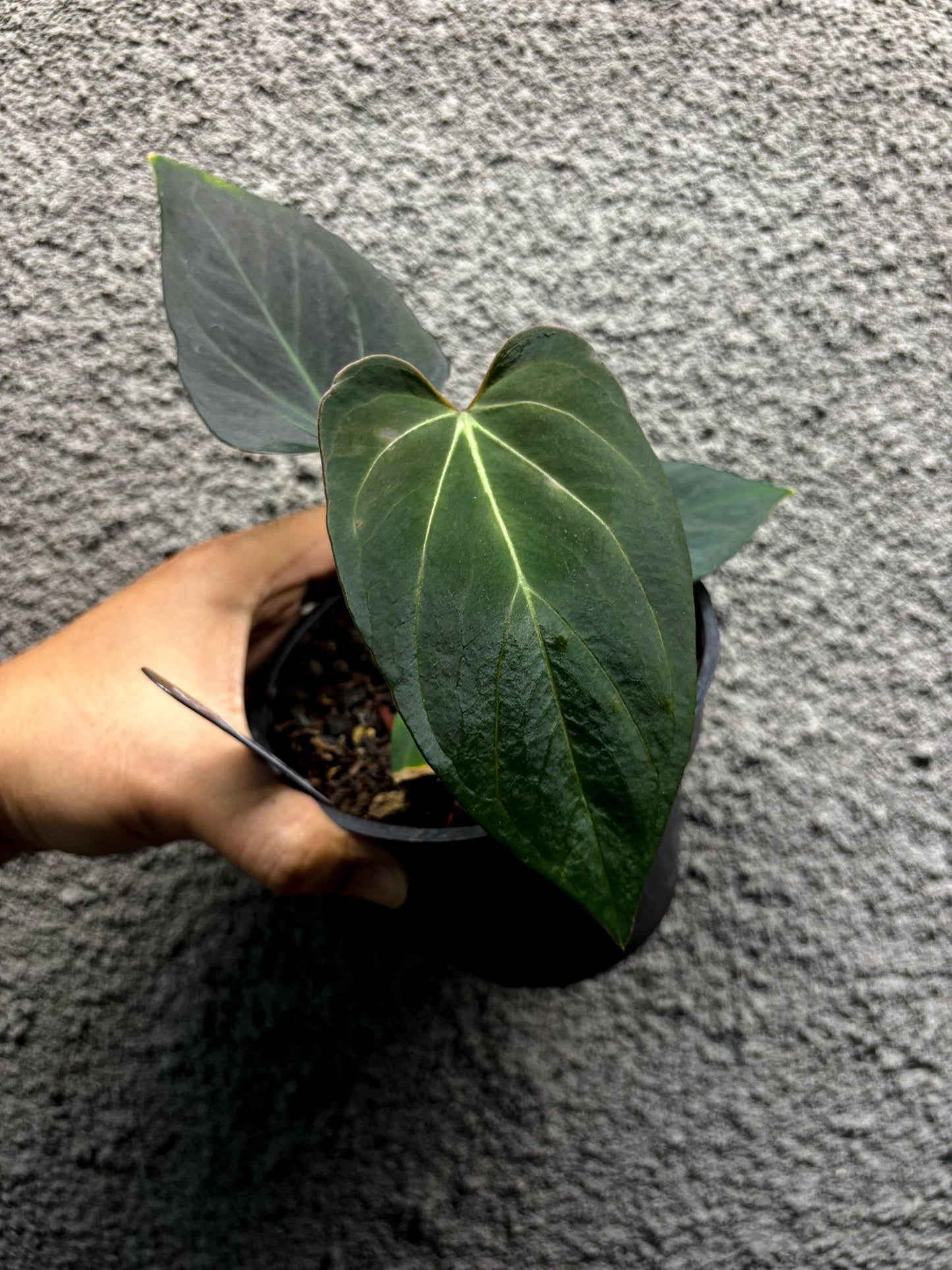 Anthurium HU/King of Spades Narrow Form