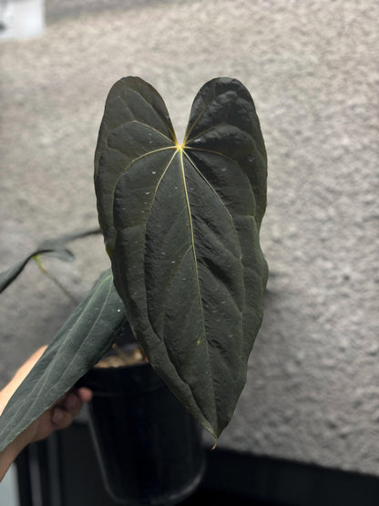 Anthurium Blue Papillilaminum Clone