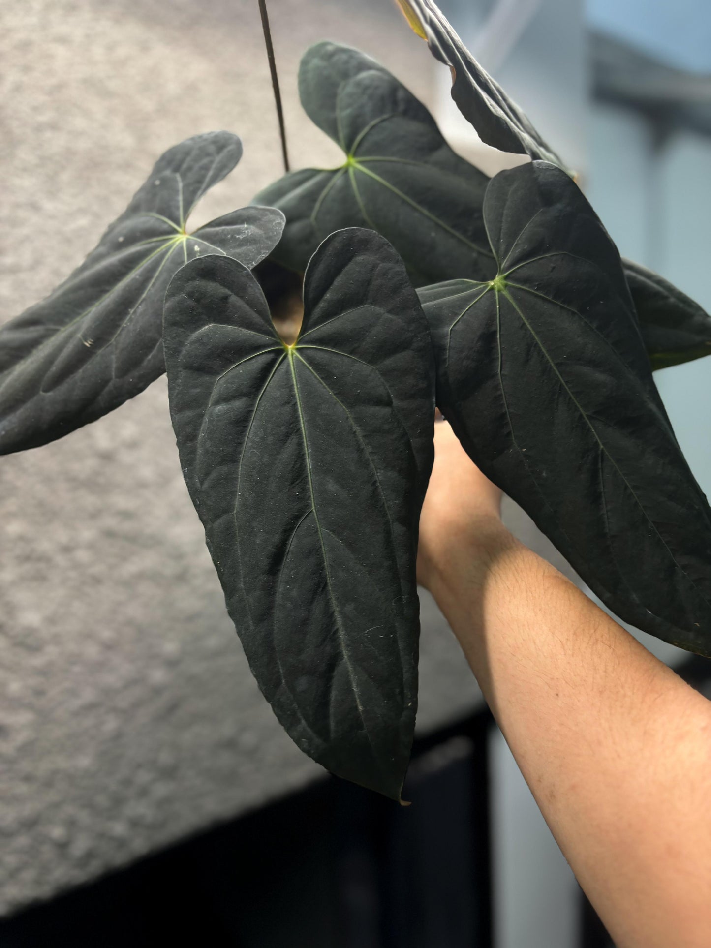 Anthurium Blue Papillilaminum Clone