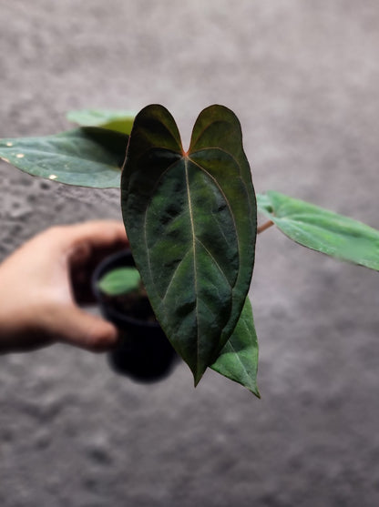 Anthurium Blue Papillilaminum x Red Vein Dark Phoenix 2 Headed