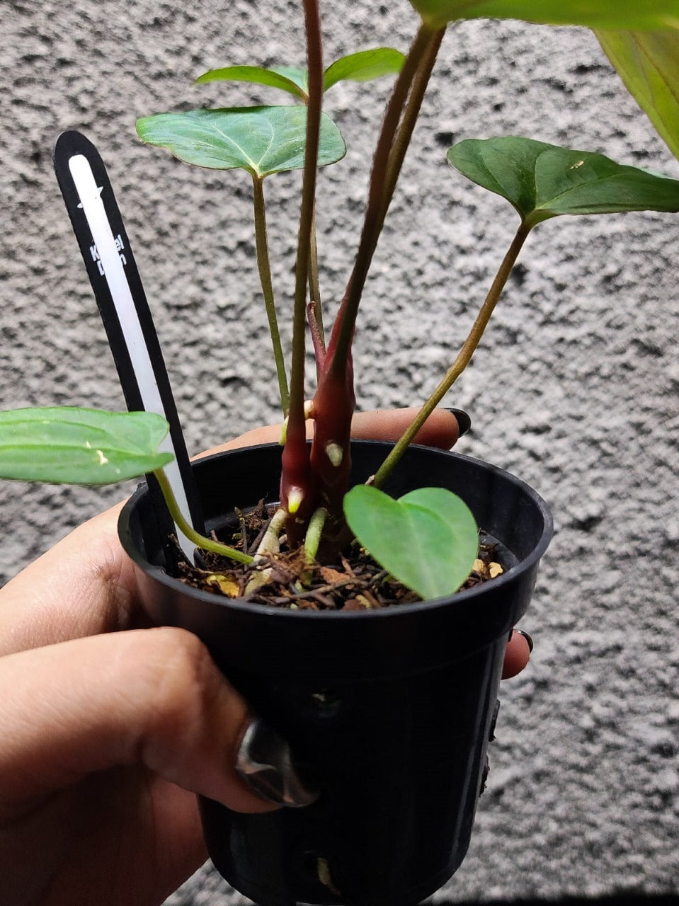 Anthurium Blue Papillilaminum x Red Vein Dark Phoenix 2 Headed